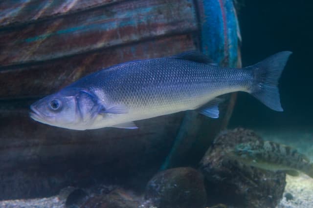 Bass