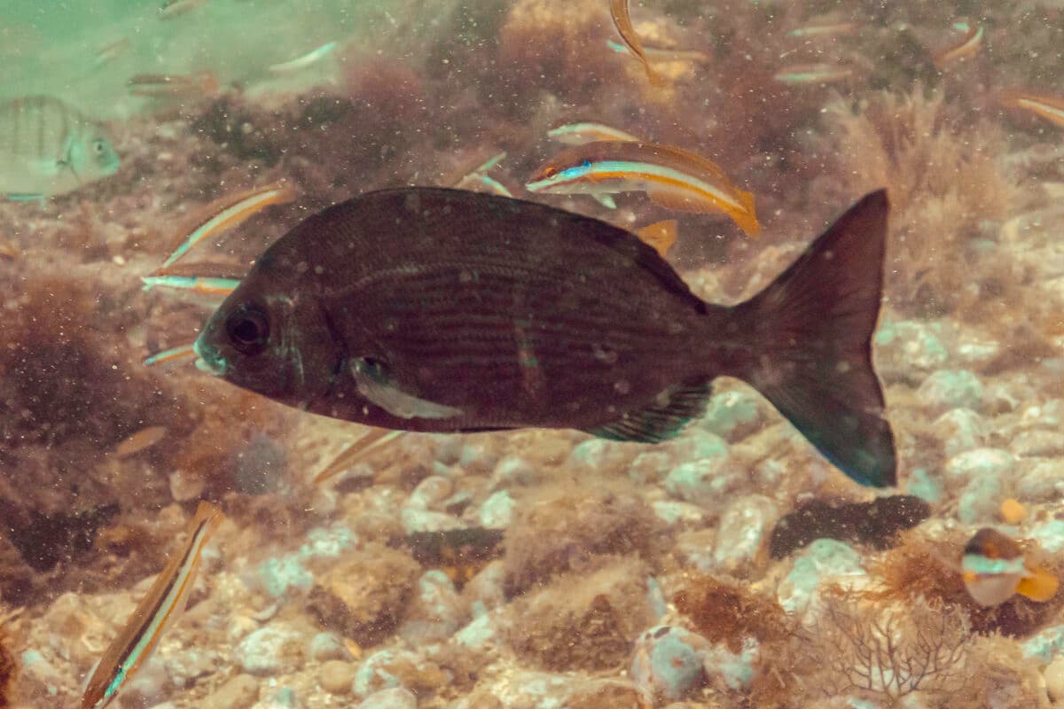 Black Bream