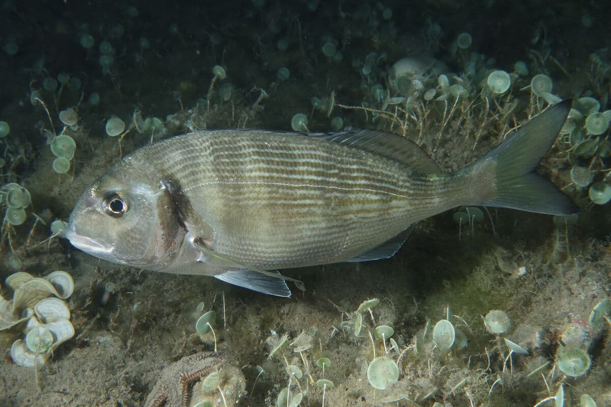 Gilthead Bream