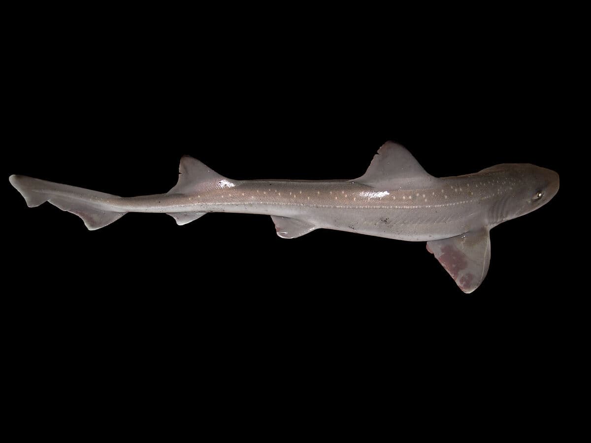 Smoothhound