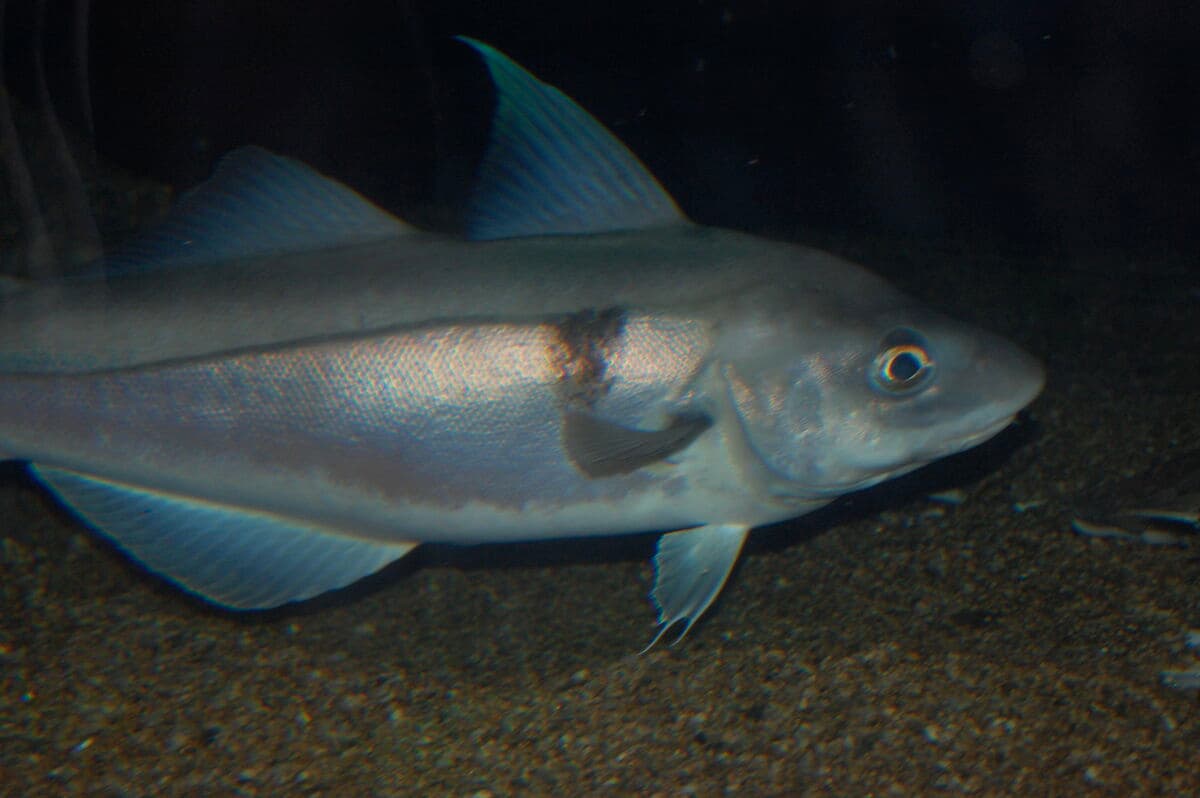Haddock